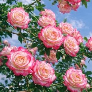 Trandafiri Cățărători Pink White Parfumați - Anul 3 - Radacina Ambalata