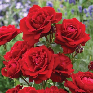 Trandafiri Floribunda - Red - Ghiveci 2L - Anul 3 - Img 2