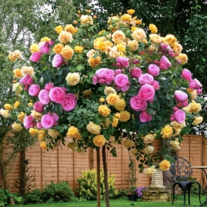 Trandafiri Pomișor Plângător Duo Charm – Ghiveci 5L - H 150 - 160 cm