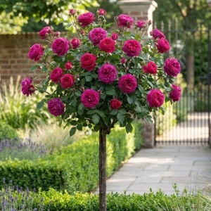 Trandafiri Pomisor - Roza Bicolor - Ghiveci 5L - H 150 - 160 cm