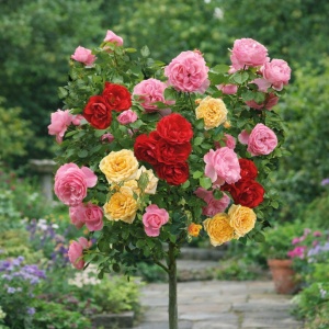 Trandafiri Pomisor - Sundance Parfumat - Rădăcină Ambalată