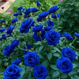 Trandafiri 'Rosa Garden' Hibrizi Blue Cascade - Anul 3 - Ghiveci 2L