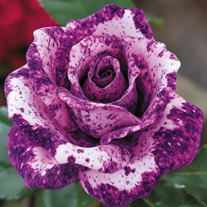 Trandafiri 'Rosa Garden' Hibrizi Mystbloom - Anul 3 - Ghiveci 2L