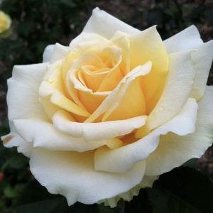 Trandafiri teahibrizi - Casanova - Ghiveci 2L - Img 1