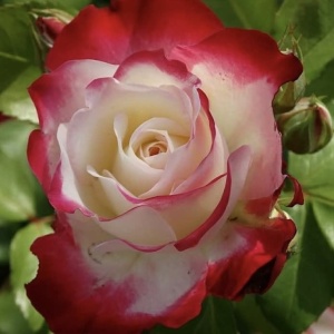 Trandafiri teahibrizi -Double Delight - Rădăcină ambalată - Img 2