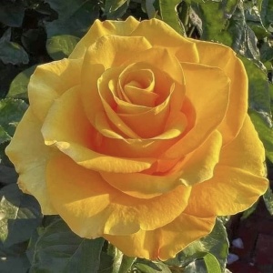 Trandafiri teahibrizi - Golden Delight - Ghiveci 2L - Aqua Flowers - Img 2