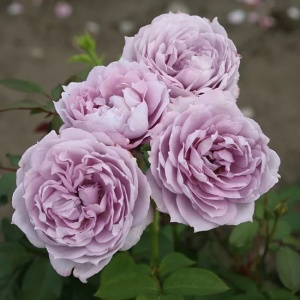 Trandafiri Teahibrizi - Novalis - Ghiveci 3L - Aqua Flowers - Img 3