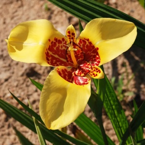 Trigridia - Aurea – Pachet 5 bulbi - Img 2