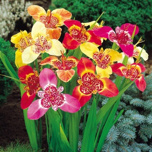 Trigridia - Pavonia mixt – Pachet 5 bulbi - Img 3