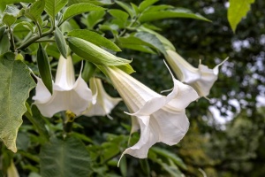 Trompeta îngerilor - Brugmansia - La ghiveci de 3L - Înălțime la livrare 60-70cm - Aqua Flowers - Img 3