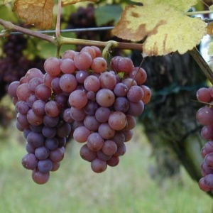 Vita de Vie - Chasselas - Anul 2 - Ghiveci 2L - Aqua Flowers - Img 2