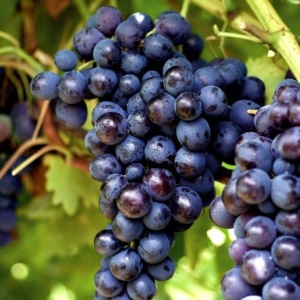 Vita de Vie - Kismis Moldavski - Seedless - Fara samburi - Img 1