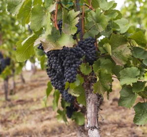 Vita de Vie Vitis Vinifera - Anul 2 - Ghiveci 2L - Aqua Flowers - Img 2