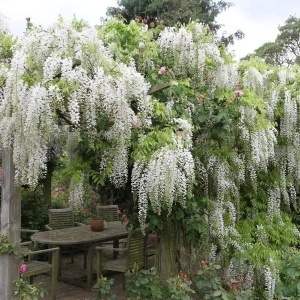 | Wisteria - Glicina - White Sinensis - Ghiveci 3L - 70-90cm
