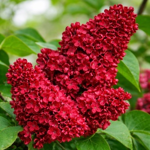 ⏰Precomanda | Livrare din 25.05 Liliac Dublu Rosu Syringa - Ghiveci 2L