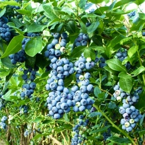 Afin - Bluegold - Ghiveci - Ghiveci 2L - Anul 2 H 50 - 60 cm - Img 3
