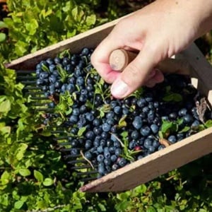 Afin Canadian - Pom Fructifer Rezistent cu Fructe Dulci și Aromate pentru Grădina Ta - Rădăcina ambalată - Aqua Flowers - Img 2