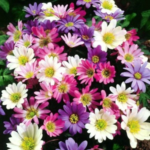 Anemone - Blanda Mixed – Pachet 20 bulbi