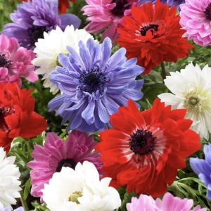 Anemone - St. Brigid Mixed – Pachet 20 bulbi