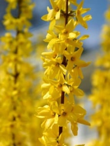 Arbore/arbust - Forsythia - Aqua Flowers - Img 1