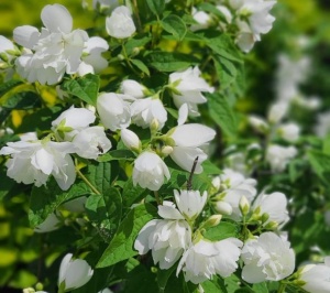 Arbore/arbust - Iasomie cu flori duble Snowbelle - rădăcină ambalată - Aqua Flowers