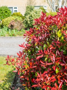 Arbore/arbust - Photinia - ghiveci - Aqua Flowers - Img 2