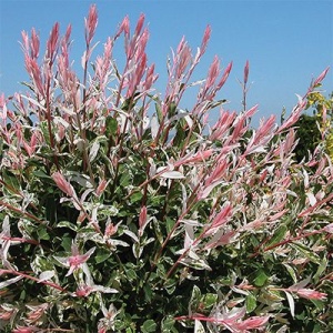 Arbore/arbust - Salcie Japoneză (Salix Flamengo) - Tufa - inălțime la livrare 50cm-60cm - ghiveci - Aqua Flowers - Img 2