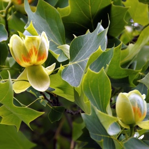 Arbore de lalea - Liriodendron Tulipifera - Ghiveci 3L - H 110 - 130 cm