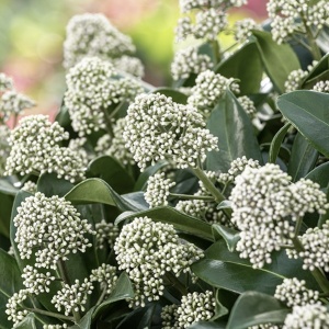 Arbust - Liliac Japonez – Skimmia Japonica White – Ghiveci - Img 3