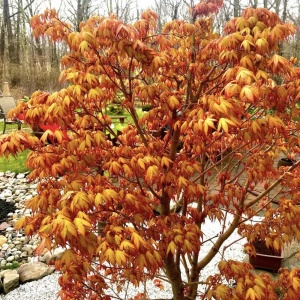 Arbust ornamental - Artar Japonez - Katsura – Ghiveci 2L - Img 3