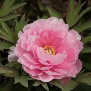 Arbust ornamental - Bujor arbustiv Hana Kisoi - ghiveci 3L - Img 3