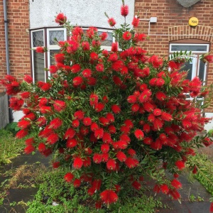 Arbust ornamental - Callistemon Citrinus - Ghiveci 3L - înălțime 90-120 cm la livrare - Tufa - Aqua Flowers - Img 2