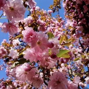Arbust ornamental - Cires Japonez Kazan - Aqua Flowers - Img 1