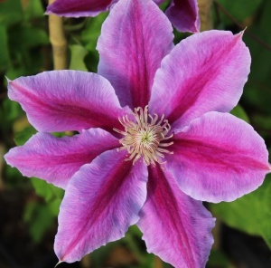 Arbust ornamental - Clematis - Dr. Ruppel - Ghiveci 2L - Img 3