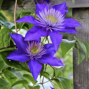 Arbust ornamental - Clematis - Multi Blue - Ghiveci 2L