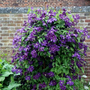 Arbust ornamental - Clematis - Polish Spirit - ghiveci P9 - Aqua Flowers - Img 2
