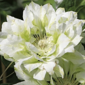 Arbust ornamental - Clematis - Yukosi - Ghiveci 2L - Img 2