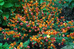 Arbust ornamental - Cytisus - Lena - ghiveci 1.5L - Img 2