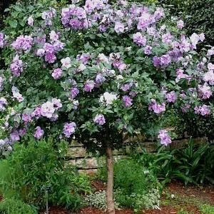 Arbust ornamental - Hibiscus Syriacus - Lavender Chiffon - Aqua Flowers - Img 3