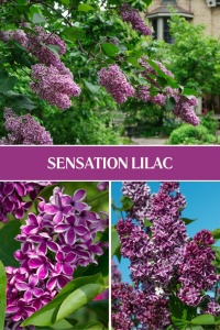 Arbust ornamental - Liliac Sensation - ghiveci 2L - înălțime la livrare 70-90cm - Aqua Flowers - Img 2