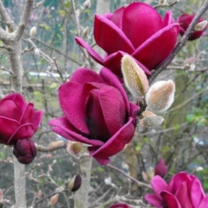 Arbust ornamental - Magnolia Genie - Ghiveci - Img 3