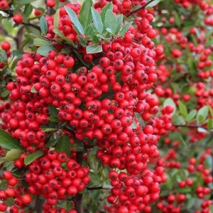 Arbust ornamental - Pyracantha coccinea ‘Red Column’ - Ghiveci 2L