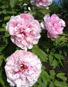 Arbust ornamental - Yin Hong Qiao Dui (Silver Red)