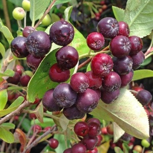 Aronia Melanocarpa Viking - Ghiveci - Anul 2 H 30 - 40 cm