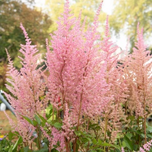Astilbe - Erika – Pachet 1 Rădăcină