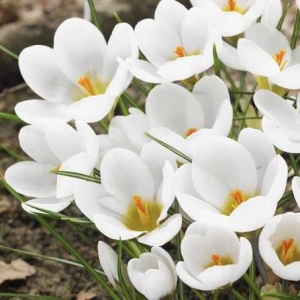 Branduse - Crocus - Albe Jeanne D'Arc Pachet 5 Bulbi - Img 2