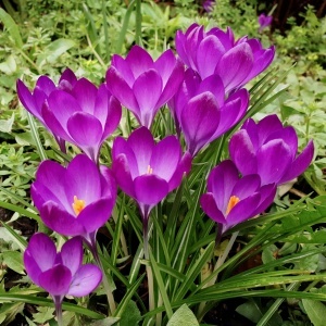 Branduse - Crocus - Ruby Gigant Pachet 5Bulbi - Img 2