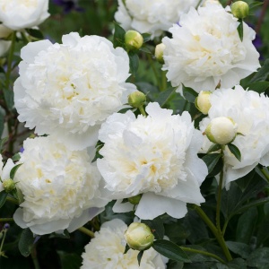 Bujor - Duchesse De Nemours – Pachet 1 rădăcină - Aqua Flowers - Img 2