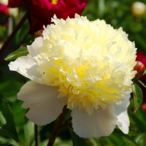 Bujor - Laura Dessert – Pachet 1 Rizom