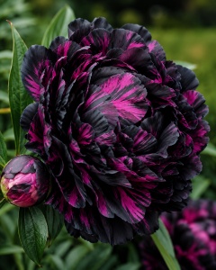 Bulb Bujor- Black Fuchsia